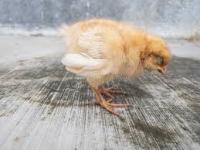 SICK CHICKEN DATASET project thumbnail