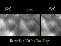 black_daphinia project thumbnail