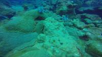 Fish Species Detection project thumbnail