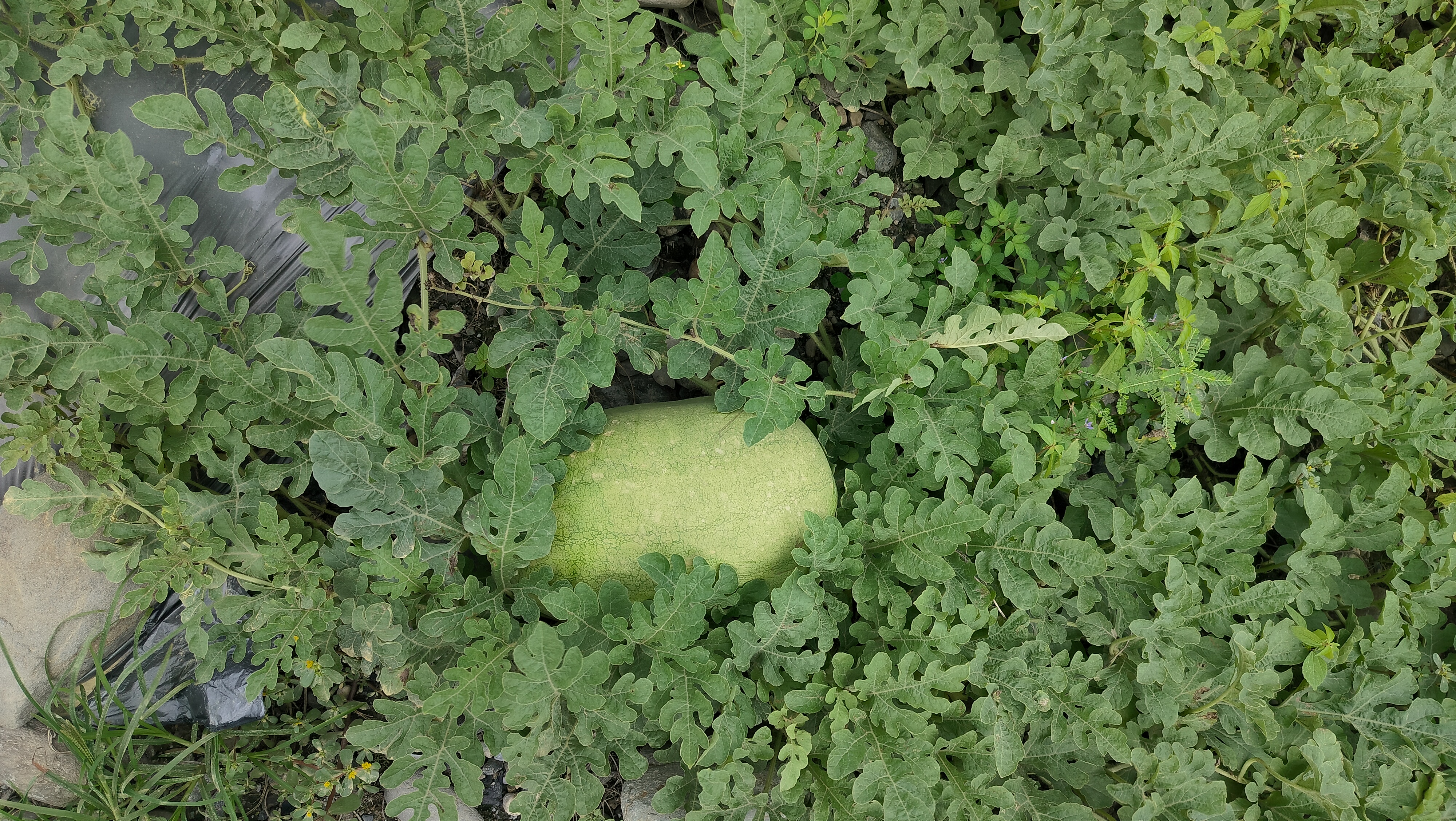 TEST for Watermelon Object Detection Model by TEST