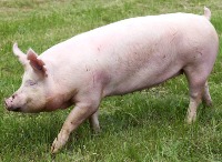 Pig Skin Disease Single Label v2 project thumbnail