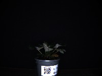 Plant Annotation project thumbnail