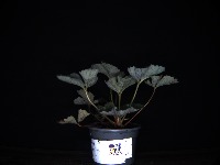 Seedling annotation project thumbnail