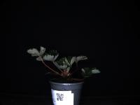 seedling-annotations project thumbnail