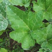 cucumber project thumbnail