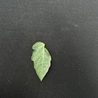 Tomato_Leaf_Dataset project thumbnail