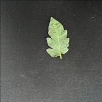 Tomato Leaf project thumbnail