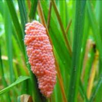 golden apple snail project thumbnail