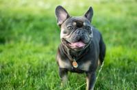 dogs project thumbnail