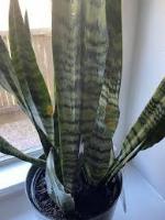 plant disease project thumbnail