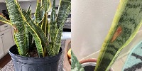 Plant Diagnosis 12 (Snake Plant) project thumbnail
