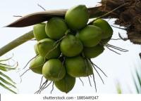 kelapa  project thumbnail