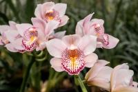 Orchid project thumbnail