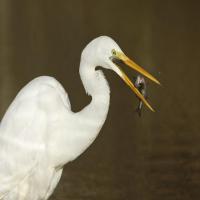 korea-egret project thumbnail