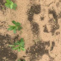 Weed Detection project thumbnail