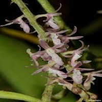 Orchid Classification3 project thumbnail