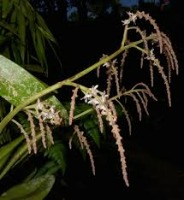 OrchidsDataset Classification project thumbnail