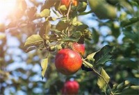 apple detection project thumbnail