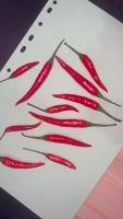 Chili detection project thumbnail