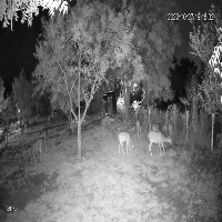 Dataset Image