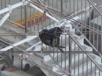 Find garbage bags and nests project thumbnail