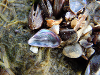 mollusk project thumbnail
