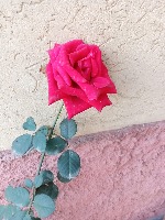 flower detection ann project thumbnail