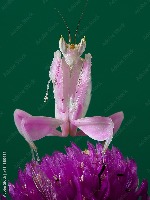 mantis kinds project thumbnail