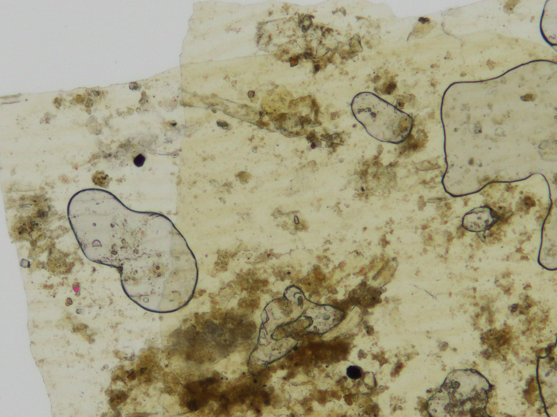 flowers Object Detection Dataset by microplastics
