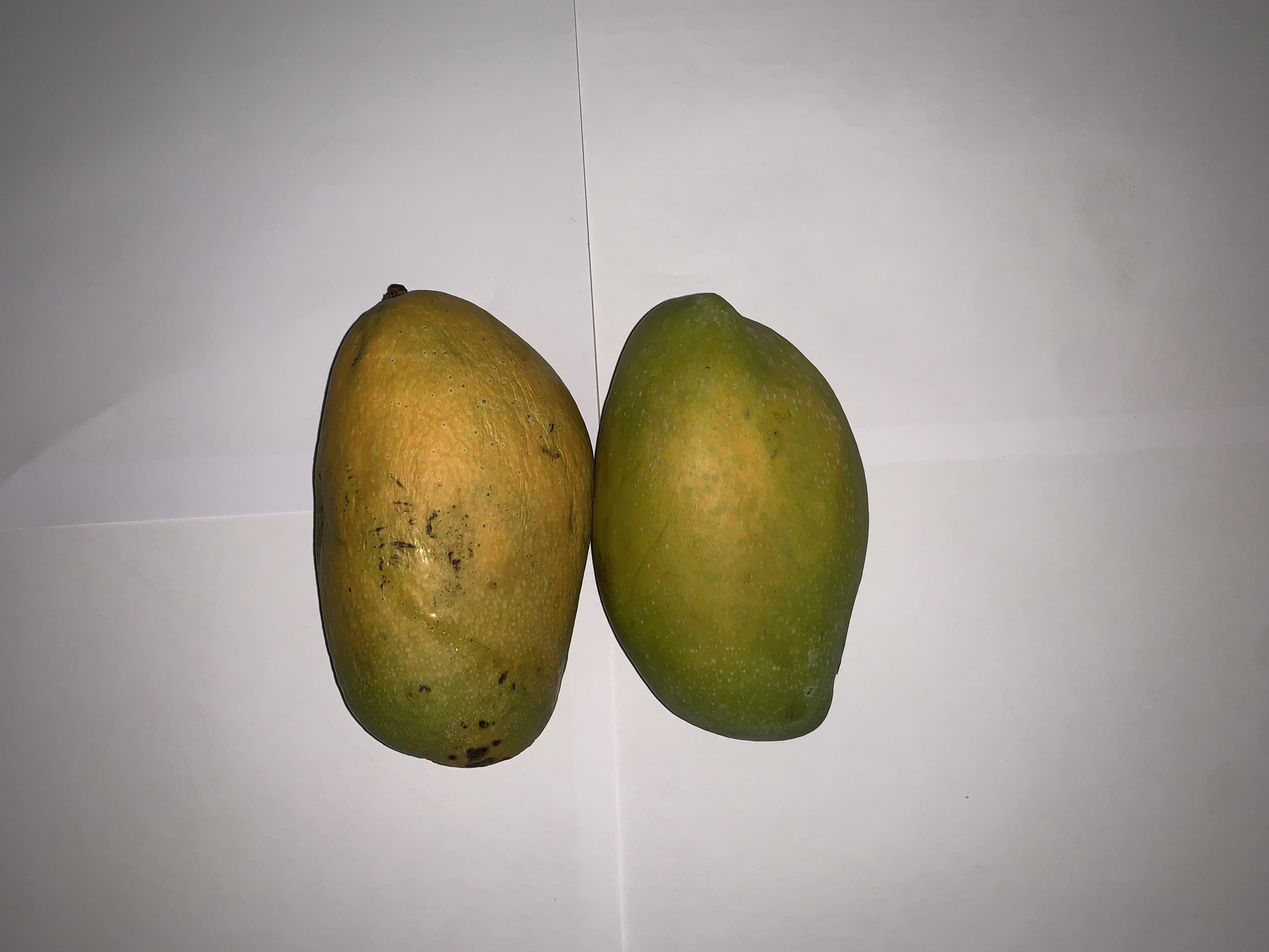 Mango Object Detection Model by Mango