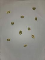 Bean Dataset project thumbnail