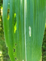 Corn Biotic Stress Classification project thumbnail