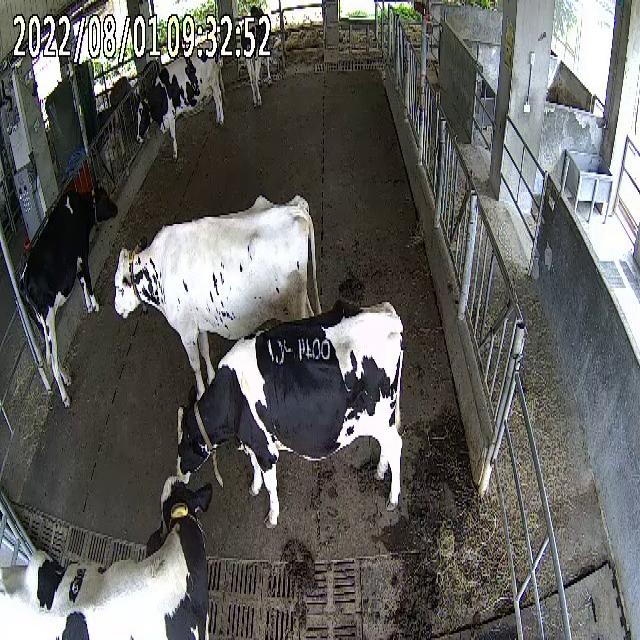 cow_finder Object Detection Dataset by projects