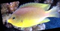 species- Fish, coral project thumbnail