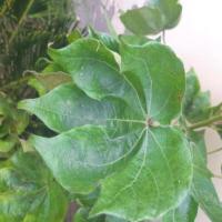 leaf2 project thumbnail