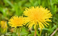 dandelion - old project thumbnail