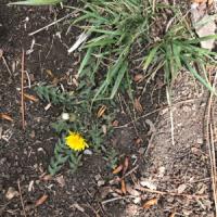 dandelion2 project thumbnail