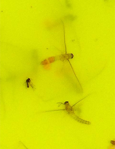 Object Detection Insect Amazon Insects Object Detection Dataset by Amazon Insects