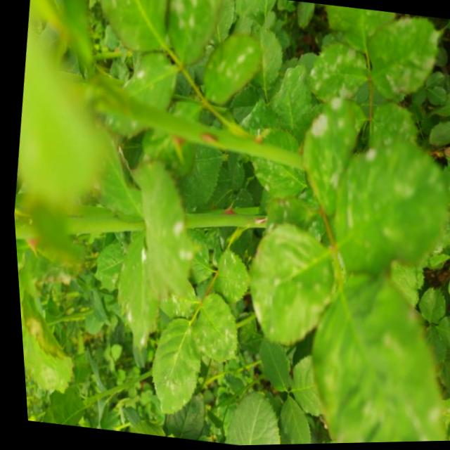 Flower Disease Object Detection Dataset By Florys