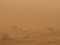 Camel project thumbnail