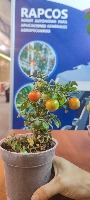 detección de tomates project thumbnail