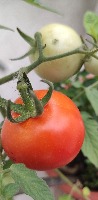 tomato_detection_yolov8 project thumbnail