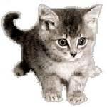 AnimalsDetection project thumbnail