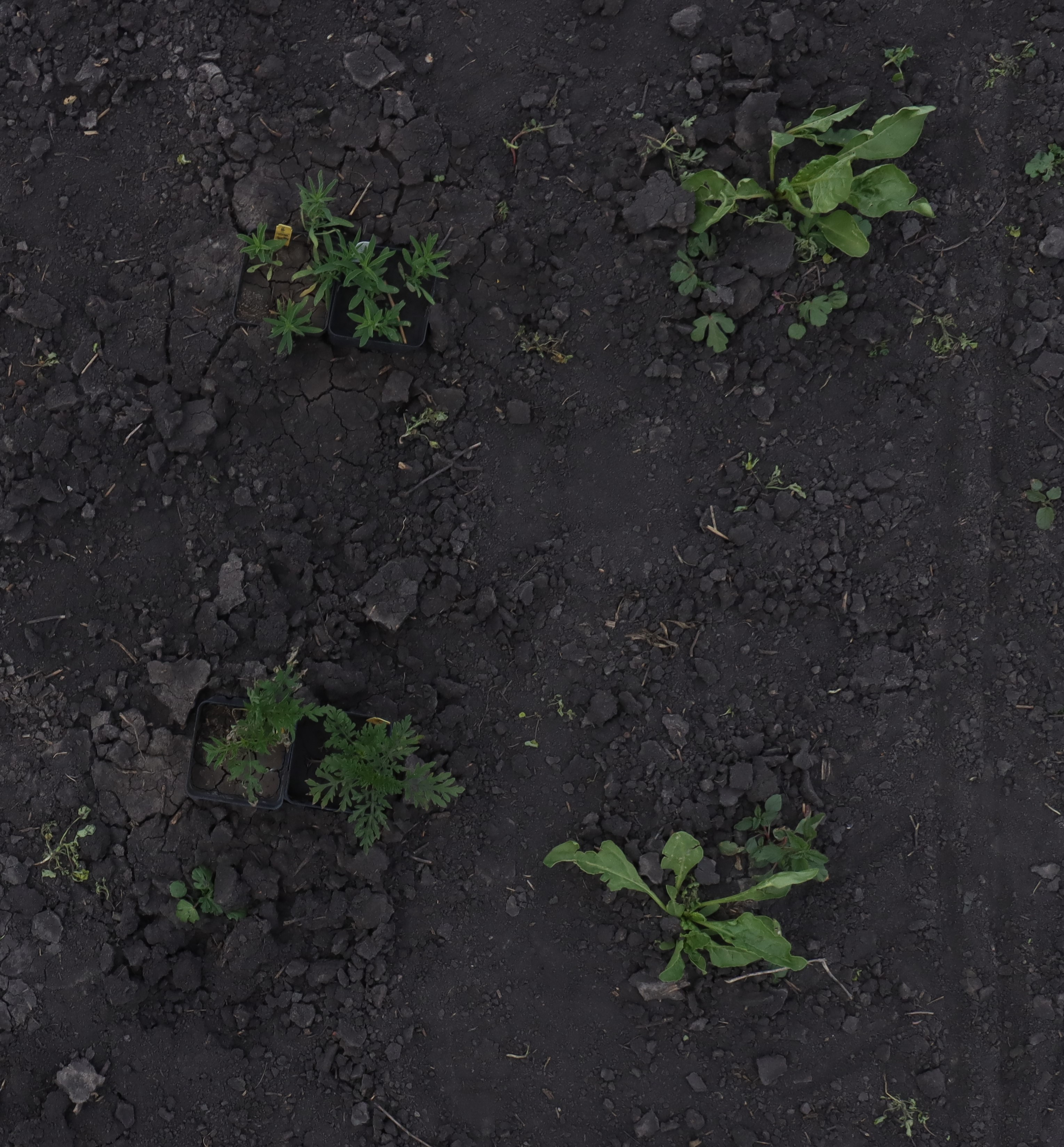 Weed-crop RGB Object Detection Dataset by weed detection