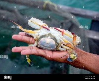 Crab project thumbnail