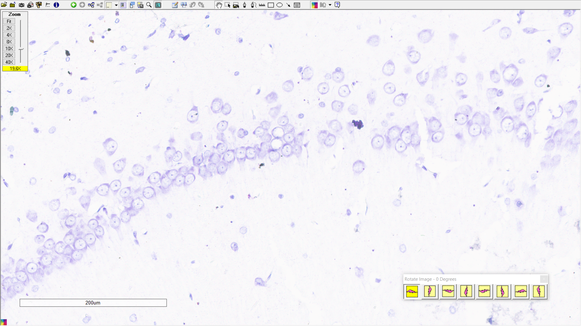 cells detection 1 Object Detection Model by Calc