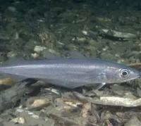 Find fish project thumbnail