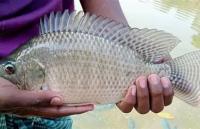 fishdetection project thumbnail