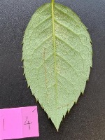 rose-leaf_outline-instance-segmentation2 project thumbnail