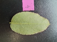 rose-reaf-mite-10class-classification project thumbnail